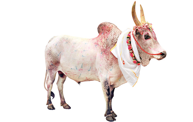 Hindu Cows: Cow with Scarf