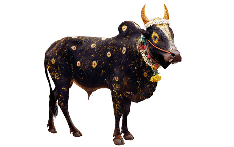 Hindu Cows: Dotty cow