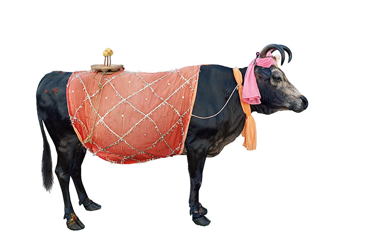 Hindu Cows: Blanket Cow