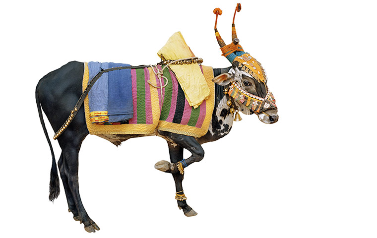 Hindu Cows: Dancing Cow