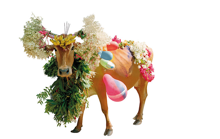 Hindu Cows: Carmen Cow