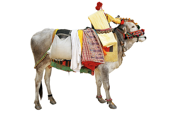 Hindu Cows: Headband Cow