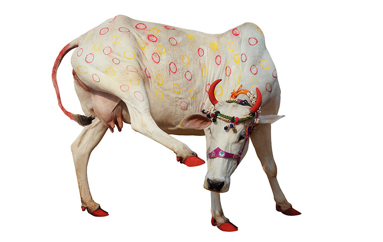 Hindu Cows: Cow with pink dots