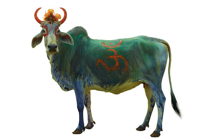 Hindu Cows: Green painted cow