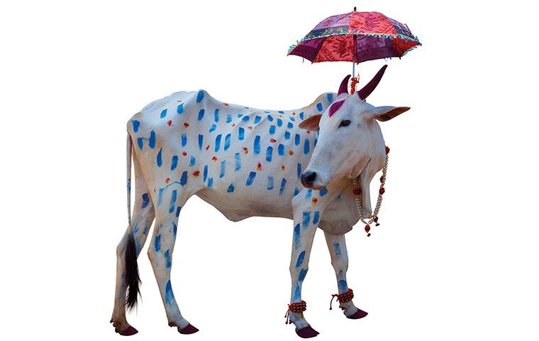 Hindu Cows: Cow and umbrella