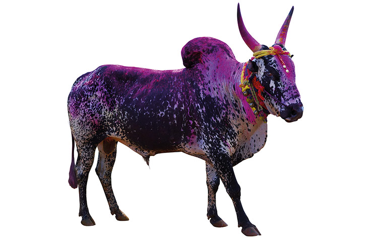 Hindu Cows: Painted cow with bump and horns