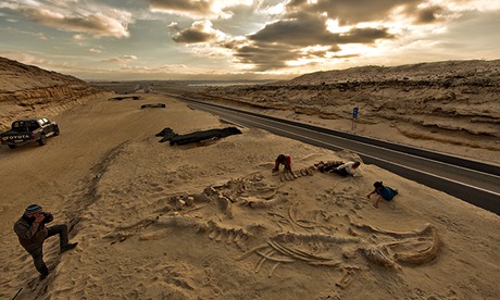 Whale fossil graveyard in Chile