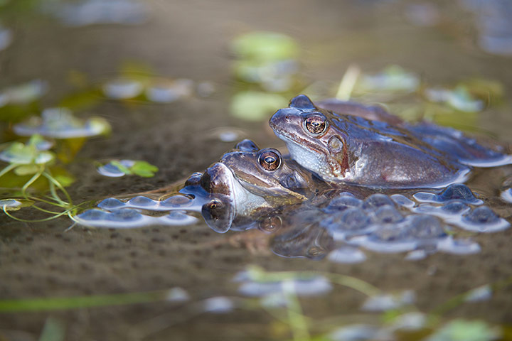 Week in Wildlife: Common frogs (Rana temporary) spawning