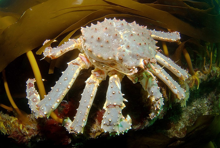 Week in Wildlife: Red King Crab Caught In Action In Barents Sea, Arctic Ocean