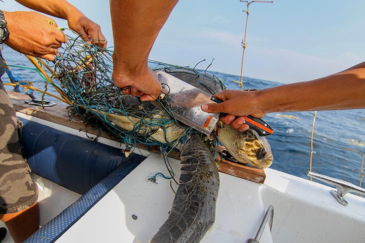 Week in Wildlife: Balines Divers Save A Turtle And Release Him Back To The Ocean