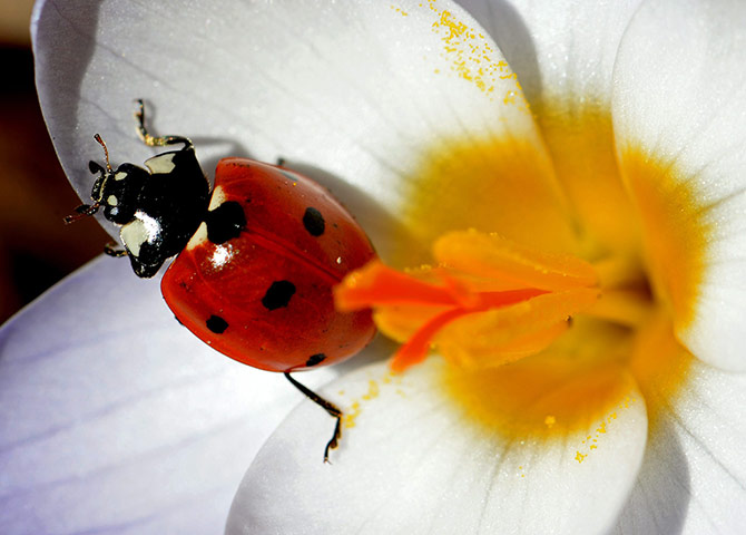Week in Wildlife: EARLY(LADY)BIRD