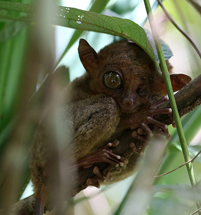 Week in Wildlife: Tarsier are in danger of extinction due to increasing deforestation
