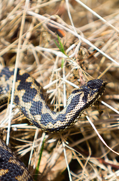 Week in Wildlife: Adder (Vipera berus) in habitat at Pulborough Brooks, Sussex