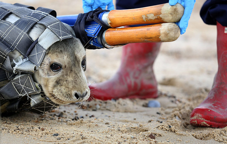 Week in Wildlife: Orphaned seal pups released