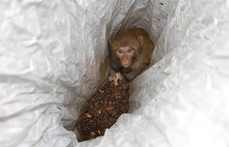 Week in Wildlife: 18 Macaques Saved In China's Hebei Province