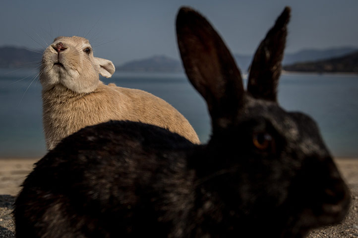 Week in Wildlife:  Bunnies Attract Tourists To A Japanese Islet Okunoshima