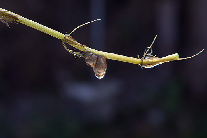 Week in Wildlife: Axolotl embryo
