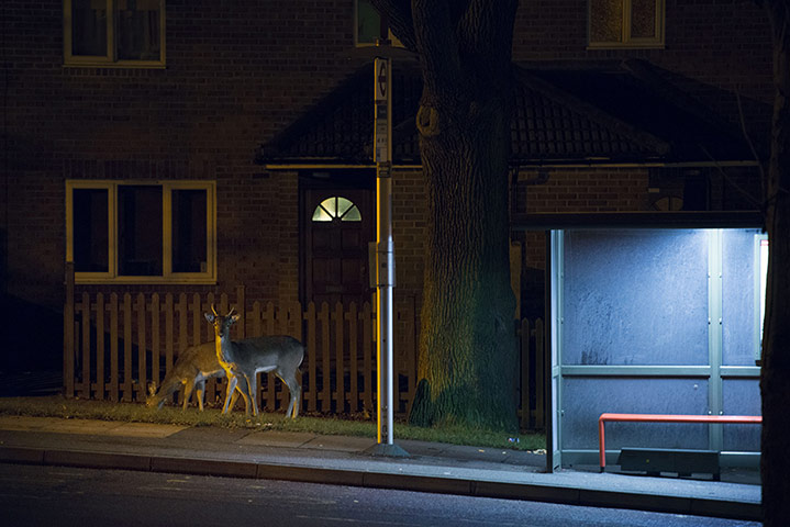 Week in Wildlife: Photographer documents London's urban deer
