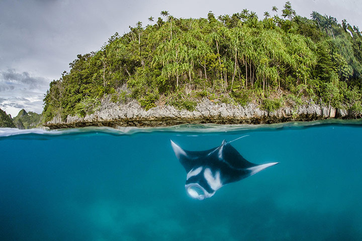 Week in Wildlife: manta ray 