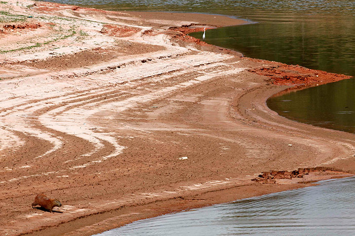 Week in Wildlife: Capybara walks on the banks of Jaguari dam 