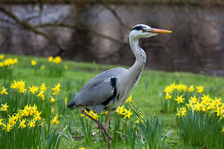 Week in Wildlife: Spring in Regent's Park, London : Heron and narcissus