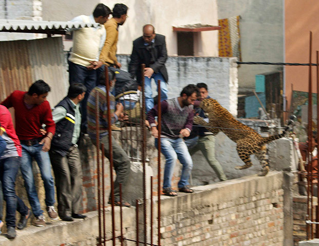 Week in Wildlife: A leopard jumps at people in Meerut