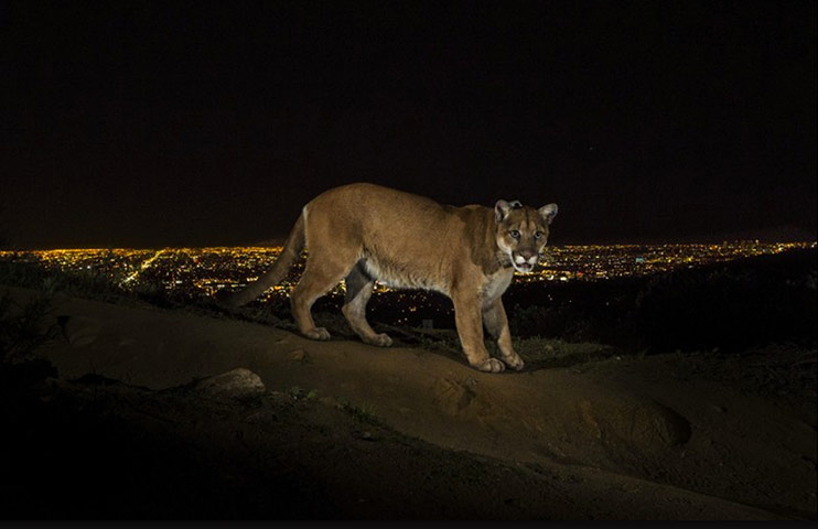 Week in Wildlife: A cougar walking a trail in Los Angeles’ Griffith Park 