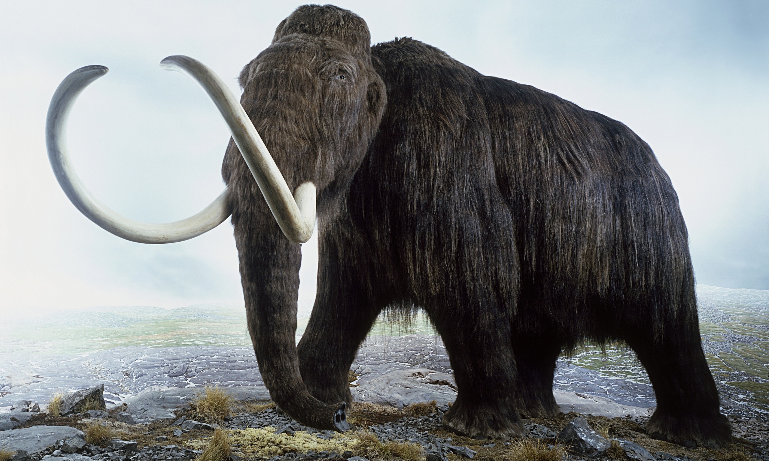 Neanderthals cleared of driving mammoths over cliff in mass slaughter