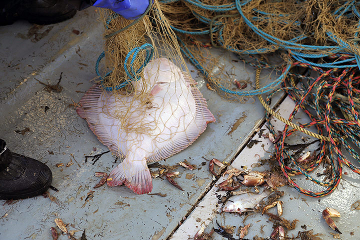 Turbot fishing gallery: The turbot is brought in