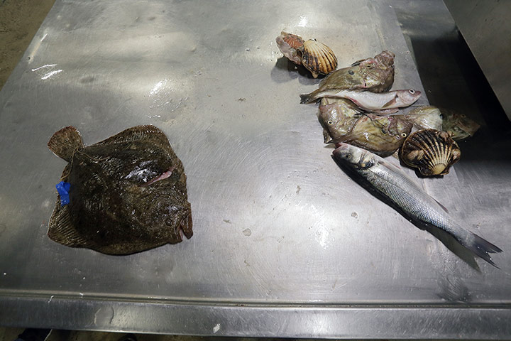 Turbot fishing gallery: The turbot with the catch of other local fishermen at BNFS.