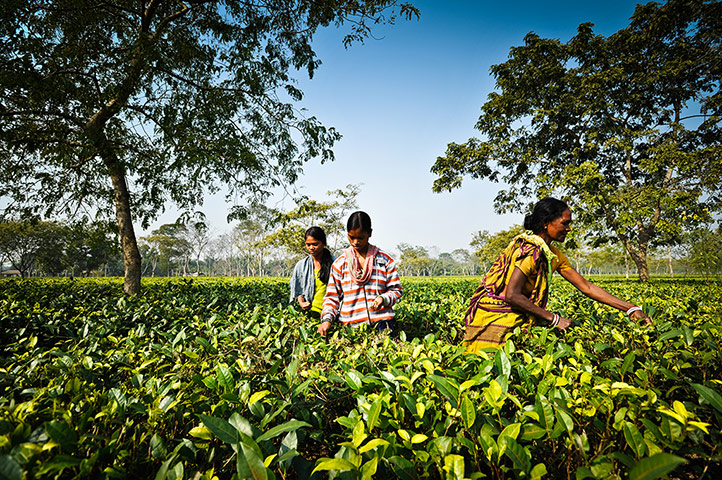 India tea slave trade: Tea workers in Assam