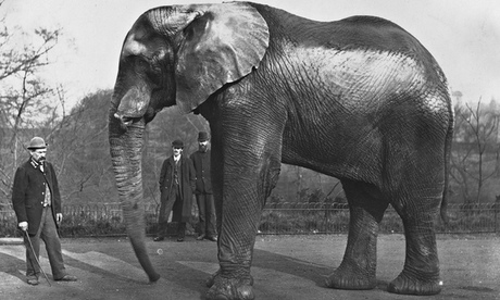Heavy drinker: The original Jumbo at London Zoo, circa 1890.