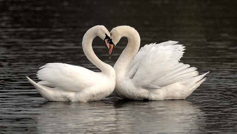 Your Pictures - Heart: two swans in the shape of a heart