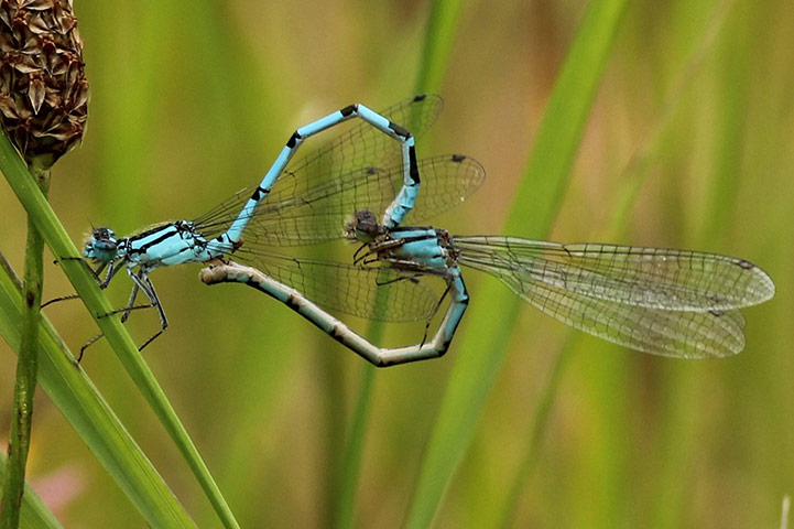 Your Pictures - Heart: damsel flies in the shape of a heart