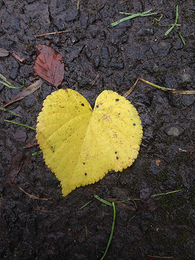 Your Pictures - Heart: yellow leaf in shape of a heart on mud. 