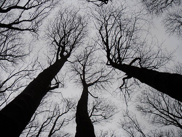 Your Pictures - Heart: trees (from below) in the shape of a heart