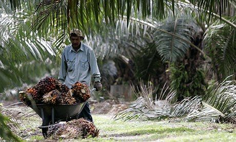 Worker pushes wheelbarrow of palm oil fruits