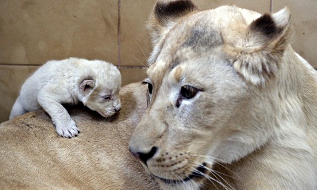 White lion cubs