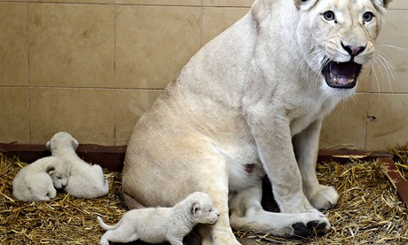 White lion cubs