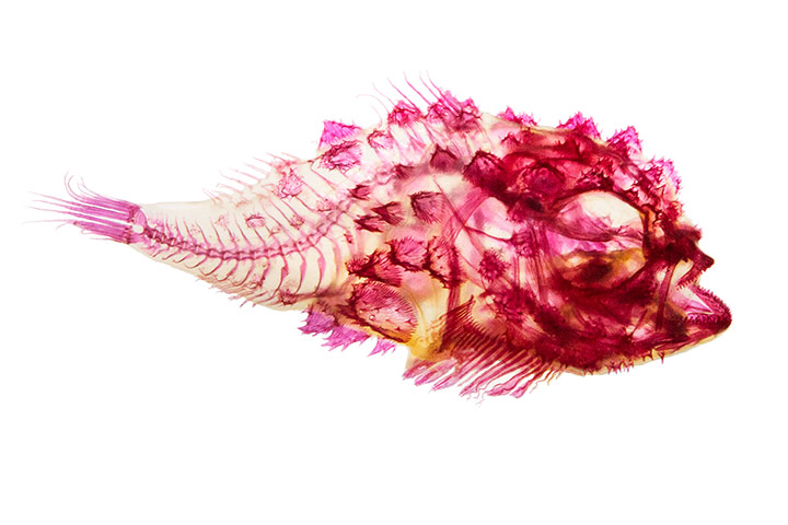 fishy interiors: Spiny Lumpsucker