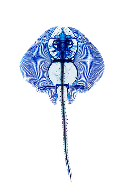 fishy interiors: Hedgehog Skate