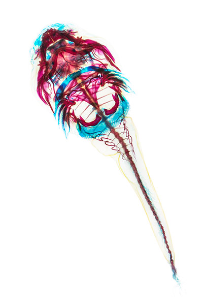 fishy interiors: Northern Clingfish