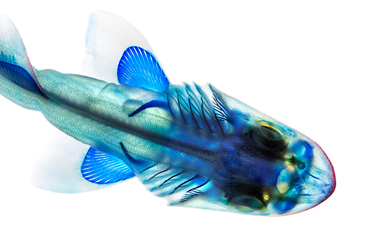 fishy interiors: Leopard Shark