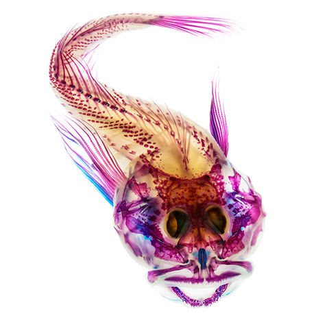 fishy interiors: Scalyhead Sculpin