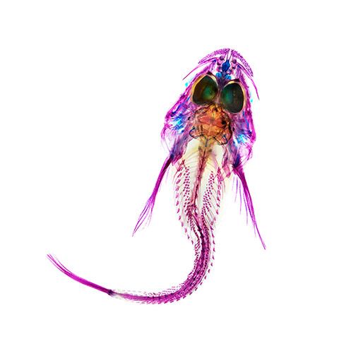 fishy interiors: Padded Sculpin