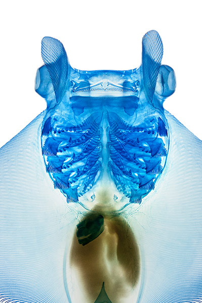 fishy interiors: Devil Ray