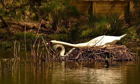 swan building nest