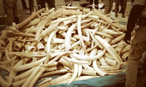 French officials prepare to destroy the country's stockpile of illegal ivory. 