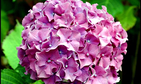 hydrangea