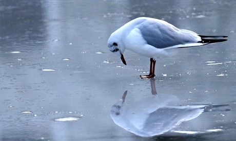 A seagull looks at its own reflection on the ice of the frozen lake In Moers, Germany